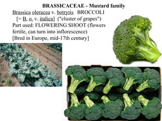 BRASSICACEAE - Mustard family
Brassica oleracea v. botrytis BROCCOLI
[= B. o. v. italica] ("cluster of grapes")
Part used: FLOWERING SHOOT (flowers
fertile, can turn into inflorescence)
[Bred in Europe, mid-17th century]
 