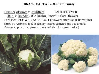 BRASSICACEAE - Mustard family
Brassica oleracea v. cauliflora CAULIFLOWER
(B. o. v. botrytis) (Gr. kaulos, "stem" + flora, flower)
Part used: FLOWERING SHOOT (Flowers abortive or immature)
[Bred by Arabians in 12th century; leaves gathered and tied around
flowers to prevent exposure to sun and therefore green color.]
 