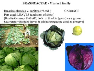 BRASSICACEAE - Mustard family
Brassica oleracea v. capitata (“head”) CABBAGE
Part used: LEAVES (and stem of shoot)
[Bred in Germany 1160 AD; both red & white (green) vars. grown.
Sauerkraut =shredded leaves & salt in earthenware crock to preserve]
 