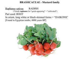 BRASSICACEAE - Mustard family
Raphanus sativus RADISH
("Greek raphanos for "quick-appearing" + "cultivated")
Part used: ROOT
In orient, long white or black-skinned forms = “DAIKONS”
[Found in Egyptian tombs, 4000 years BP]
 