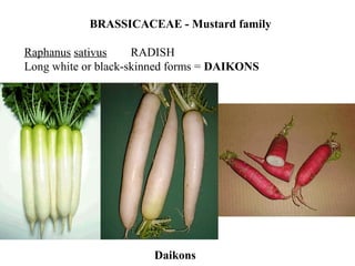 BRASSICACEAE - Mustard family
Raphanus sativus RADISH
Long white or black-skinned forms = DAIKONS
Daikons
 