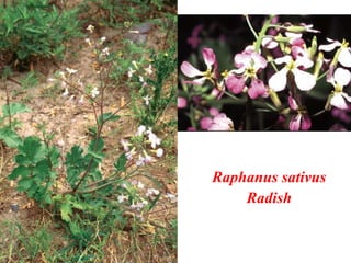 Raphanus sativus
Radish
 