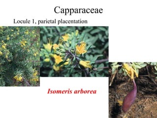 Capparaceae
Locule 1, parietal placentation
Isomeris arborea
 