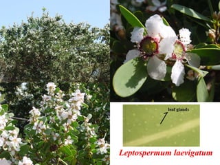 Leptospermum laevigatum
 