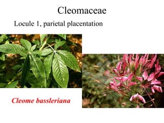 Cleomaceae
Locule 1, parietal placentation
Cleome bassleriana
 