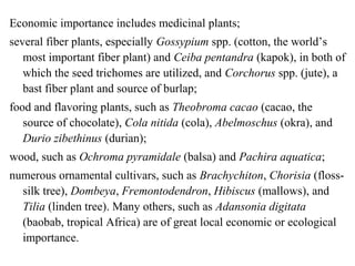 Economic importance includes medicinal plants;
several fiber plants, especially Gossypium spp. (cotton, the world’s
most important fiber plant) and Ceiba pentandra (kapok), in both of
which the seed trichomes are utilized, and Corchorus spp. (jute), a
bast fiber plant and source of burlap;
food and flavoring plants, such as Theobroma cacao (cacao, the
source of chocolate), Cola nitida (cola), Abelmoschus (okra), and
Durio zibethinus (durian);
wood, such as Ochroma pyramidale (balsa) and Pachira aquatica;
numerous ornamental cultivars, such as Brachychiton, Chorisia (floss-
silk tree), Dombeya, Fremontodendron, Hibiscus (mallows), and
Tilia (linden tree). Many others, such as Adansonia digitata
(baobab, tropical Africa) are of great local economic or ecological
importance.
 