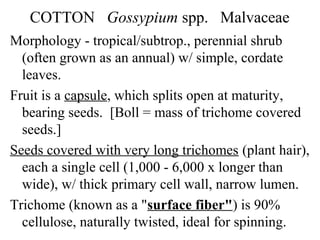 COTTON Gossypium spp. Malvaceae
Morphology - tropical/subtrop., perennial shrub
(often grown as an annual) w/ simple, cordate
leaves.
Fruit is a capsule, which splits open at maturity,
bearing seeds. [Boll = mass of trichome covered
seeds.]
Seeds covered with very long trichomes (plant hair),
each a single cell (1,000 - 6,000 x longer than
wide), w/ thick primary cell wall, narrow lumen.
Trichome (known as a "surface fiber") is 90%
cellulose, naturally twisted, ideal for spinning.
 