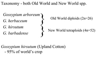 Old World diploids (2n=26)
Gossypium arboreum
G. herbaceum
G. hirsutum
G. barbadense
}
New World tetraploids (4n=52)
}
Gossypium hirsutum (Upland Cotton)
- 95% of world’s crop
Taxonomy - both Old World and New World spp.
 