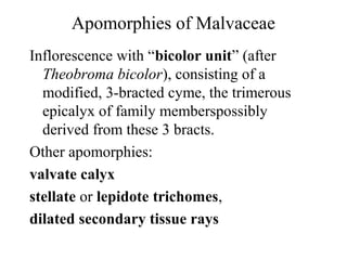 Apomorphies of Malvaceae
Inflorescence with “bicolor unit” (after
Theobroma bicolor), consisting of a
modified, 3-bracted cyme, the trimerous
epicalyx of family memberspossibly
derived from these 3 bracts.
Other apomorphies:
valvate calyx
stellate or lepidote trichomes,
dilated secondary tissue rays
 