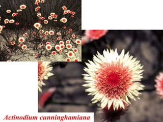 Actinodium cunninghamiana
 