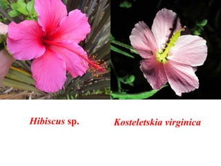 Hibiscus sp. Kosteletskia virginica
 
