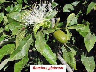 Bombax glabrum
 