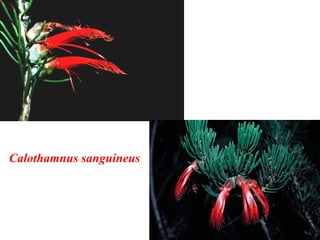 Calothamnus sanguineus
 