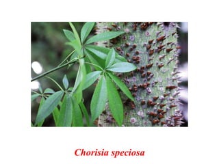 Chorisia speciosa
 