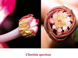 Chorisia speciosa
 