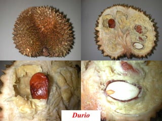 Durio
 