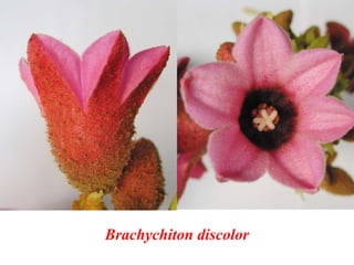 Brachychiton discolor
 