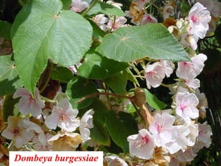 Dombeya burgessiae
 
