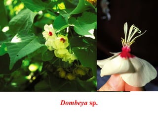 Dombeya sp.
 