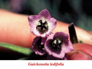 Guichenotia ledifolia
 