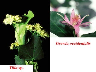 Tilia sp.
Grewia occidentalis
 