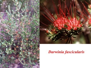 Darwinia fascicularis
 