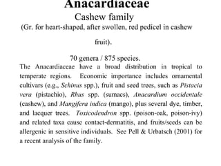 Anacardiaceae
Cashew family
(Gr. for heart-shaped, after swollen, red pedicel in cashew
fruit).
70 genera / 875 species.
The Anacardiaceae have a broad distribution in tropical to
temperate regions. Economic importance includes ornamental
cultivars (e.g., Schinus spp.), fruit and seed trees, such as Pistacia
vera (pistachio), Rhus spp. (sumacs), Anacardium occidentale
(cashew), and Mangifera indica (mango), plus several dye, timber,
and lacquer trees. Toxicodendron spp. (poison-oak, poison-ivy)
and related taxa cause contact-dermatitis, and fruits/seeds can be
allergenic in sensitive individuals. See Pell & Urbatsch (2001) for
a recent analysis of the family.
 