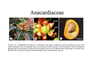 Anacardiaceae
 