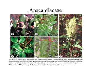 Anacardiaceae
 
