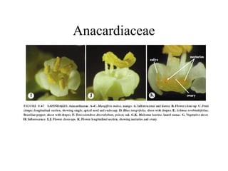 Anacardiaceae
 