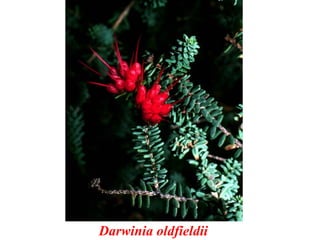 Darwinia oldfieldii
 
