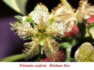 Tristania conferta Brisbane Box
 