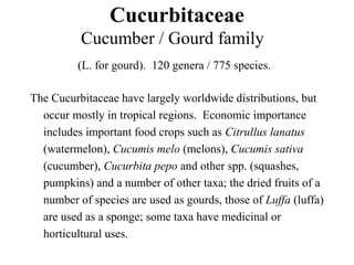 Cucurbitaceae
Cucumber / Gourd family
(L. for gourd). 120 genera / 775 species.
The Cucurbitaceae have largely worldwide distributions, but
occur mostly in tropical regions. Economic importance
includes important food crops such as Citrullus lanatus
(watermelon), Cucumis melo (melons), Cucumis sativa
(cucumber), Cucurbita pepo and other spp. (squashes,
pumpkins) and a number of other taxa; the dried fruits of a
number of species are used as gourds, those of Luffa (luffa)
are used as a sponge; some taxa have medicinal or
horticultural uses.
 