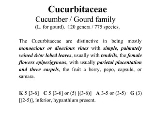 Cucurbitaceae
Cucumber / Gourd family
(L. for gourd). 120 genera / 775 species.
The Cucurbitaceae are distinctive in being mostly
monoecious or dioecious vines with simple, palmately
veined &/or lobed leaves, usually with tendrils, the female
flowers epiperigynous, with usually parietal placentation
and three carpels, the fruit a berry, pepo, capsule, or
samara.
K 5 [3-6] C 5 [3-6] or (5) [(3-6)] A 3-5 or (3-5) G (3)
[(2-5)], inferior, hypanthium present.
 