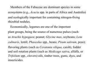 Members of the Fabaceae are dominant species in some
ecosystems (e.g., Acacia spp. in parts of Africa and Australia)
and ecologically important for containing nitrogen-fixing
rhizobial nodules.
Economically, legumes are one of the important
plant groups, being the source of numerous pulses (such
as Arachis hypogaea; peanut; Glycine max, soybeans; Lens
culinaris, lentil; Phaseolus spp., beans; Pisum sativum, peas);
flavoring plants (such as Ceratonia siliqua, carob), fodder
and soil rotation plants (such as Medicago sativa, alfalfa, or
Trifolium spp., clovers) oils, timber trees, gums, dyes, and
insecticides.
 
