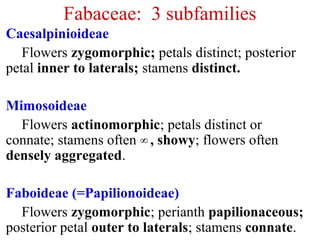 Fabaceae: 3 subfamilies
Caesalpinioideae
Flowers zygomorphic; petals distinct; posterior
petal inner to laterals; stamens distinct.
Mimosoideae
Flowers actinomorphic; petals distinct or
connate; stamens often , showy∞ ; flowers often
densely aggregated.
Faboideae (=Papilionoideae)
Flowers zygomorphic; perianth papilionaceous;
posterior petal outer to laterals; stamens connate.
 