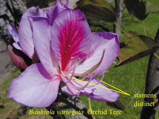 Bauhinia variegata Orchid Tree
stamens
distinct
 