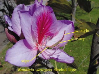 Bauhinia variegata Orchid Tree
ovary
style
stipe
 