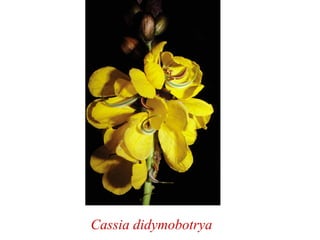 Cassia didymobotrya
 