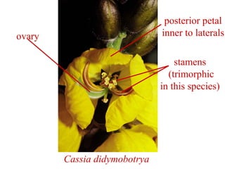 Cassia didymobotrya
ovary
posterior petal
inner to laterals
stamens
(trimorphic
in this species)
 