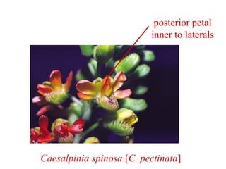 posterior petal
inner to laterals
Caesalpinia spinosa [C. pectinata]
 