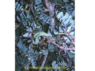 Ceratonia siliqua Carob
 