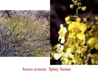 Senna armata Spiny Senna
 