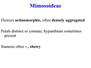 Flowers actinomorphic, often densely aggregated
Petals distinct or connate; hypanthium sometimes
present
Stamens often , showy∞
Mimosoideae
 