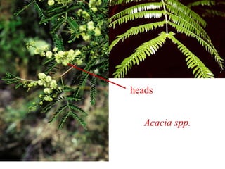 Acacia spp.
heads
 