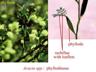 Acacia spp.: phyllodinous
phyllode
rachillae
with leaflets
phyllode
 
