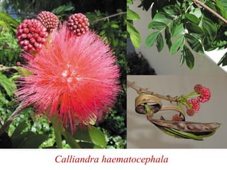 Calliandra haematocephala
 