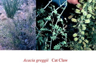 Acacia greggii Cat Claw
 