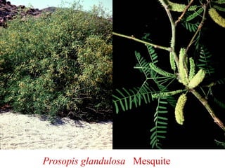 Prosopis glandulosa Mesquite
 