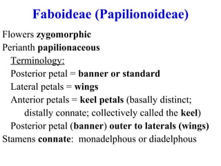Flowers zygomorphic
Perianth papilionaceous
Terminology:
Posterior petal = banner or standard
Lateral petals = wings
Anterior petals = keel petals (basally distinct;
distally connate; collectively called the keel)
Posterior petal (banner) outer to laterals (wings)
Stamens connate: monadelphous or diadelphous
Faboideae (Papilionoideae)
 